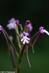 Cynorkis fastigiata image