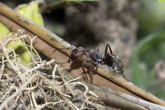 Camponotus rufoglaucus