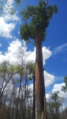 Adansonia