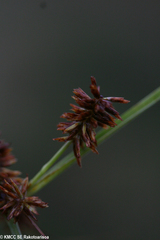 Cyperus cylindrostachyus