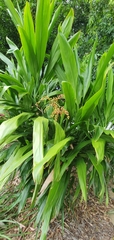 Cordyline manners-suttoniae