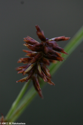 Cyperus cylindrostachyus