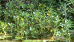 Ludwigia peploides montevidensis