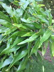 Nestegis cunninghamii