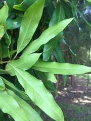 Nestegis cunninghamii