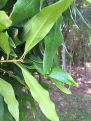 Nestegis cunninghamii