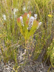 Spatalla mollis