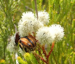 Trichostetha capensis hottentotta