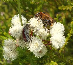 Trichostetha capensis hottentotta