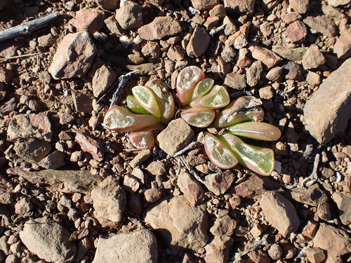 Glottiphyllum nelii, photograph 4
