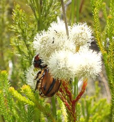 Trichostetha capensis hottentotta