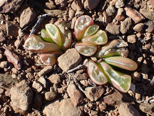 Glottiphyllum nelii, photograph 3