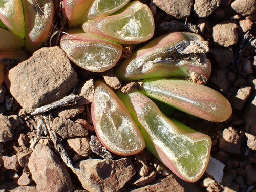 Glottiphyllum nelii (Glottiphyllum nelii)
