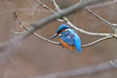 Alcedo atthis