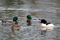 Mergus merganser