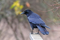 Corvus corone