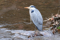 Ardea cinerea