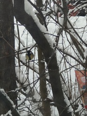Parus major