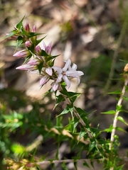 Epacris purpurascens