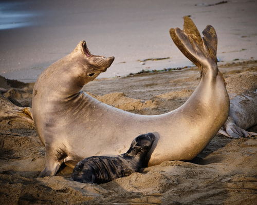 Northern Elephant Seal