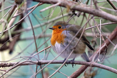 Erithacus rubecula