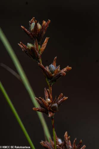 Scleria bulbifera image