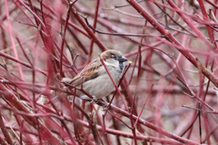 Passer domesticus