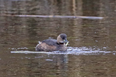 Tachybaptus ruficollis