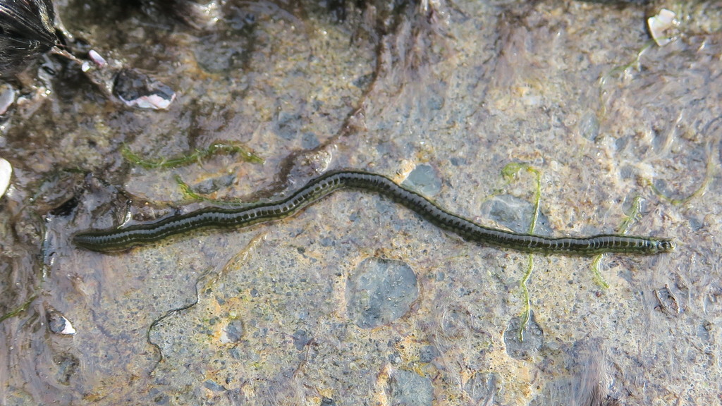 New Zealand Paddle Worm from Canterbury, New Zealand on December 24