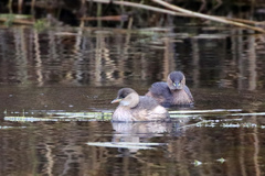 Tachybaptus ruficollis
