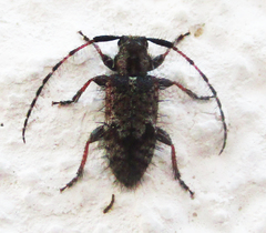 Exocentrus echinulus