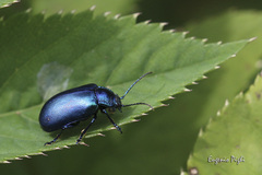 Oreina cacaliae