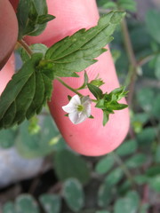 Veronica peduncularis