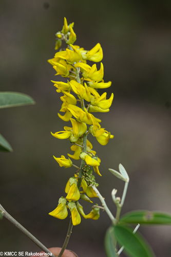 Crotalaria coursii image