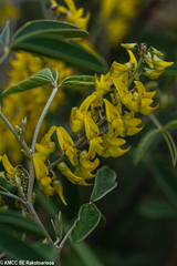 Crotalaria coursii image