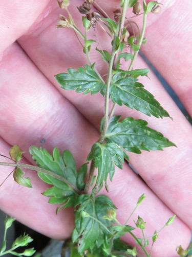 Creeping Blue Speedwell