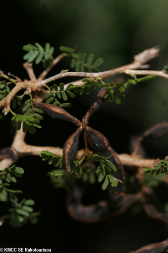 Alantsilodendron brevipes