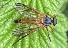 Rhagio immaculatus