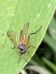 Rhagio immaculatus
