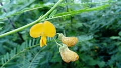 Sesbania herbacea