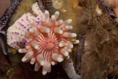 Anthostella stephensoni