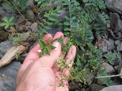 Veronica peduncularis