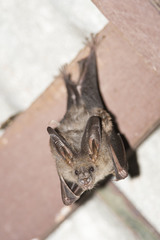 Megaderma spasma
