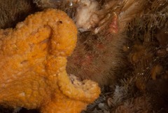 Dromidia hirsutissima