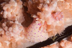 Anthostella stephensoni