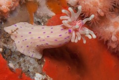 Anthostella stephensoni