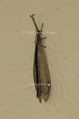 Banyutus lethalis