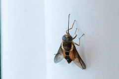 Philoliche aethiopica