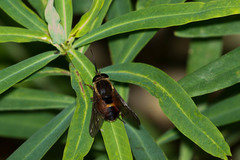Philoliche aethiopica