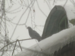 Columba livia domestica